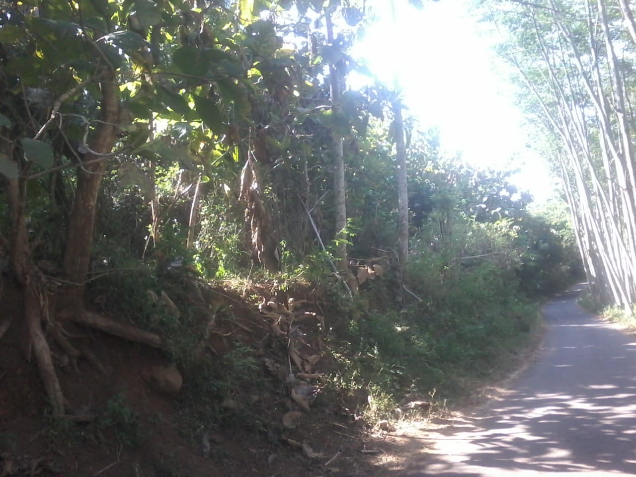 Kebun Jati dijual - Dealkan