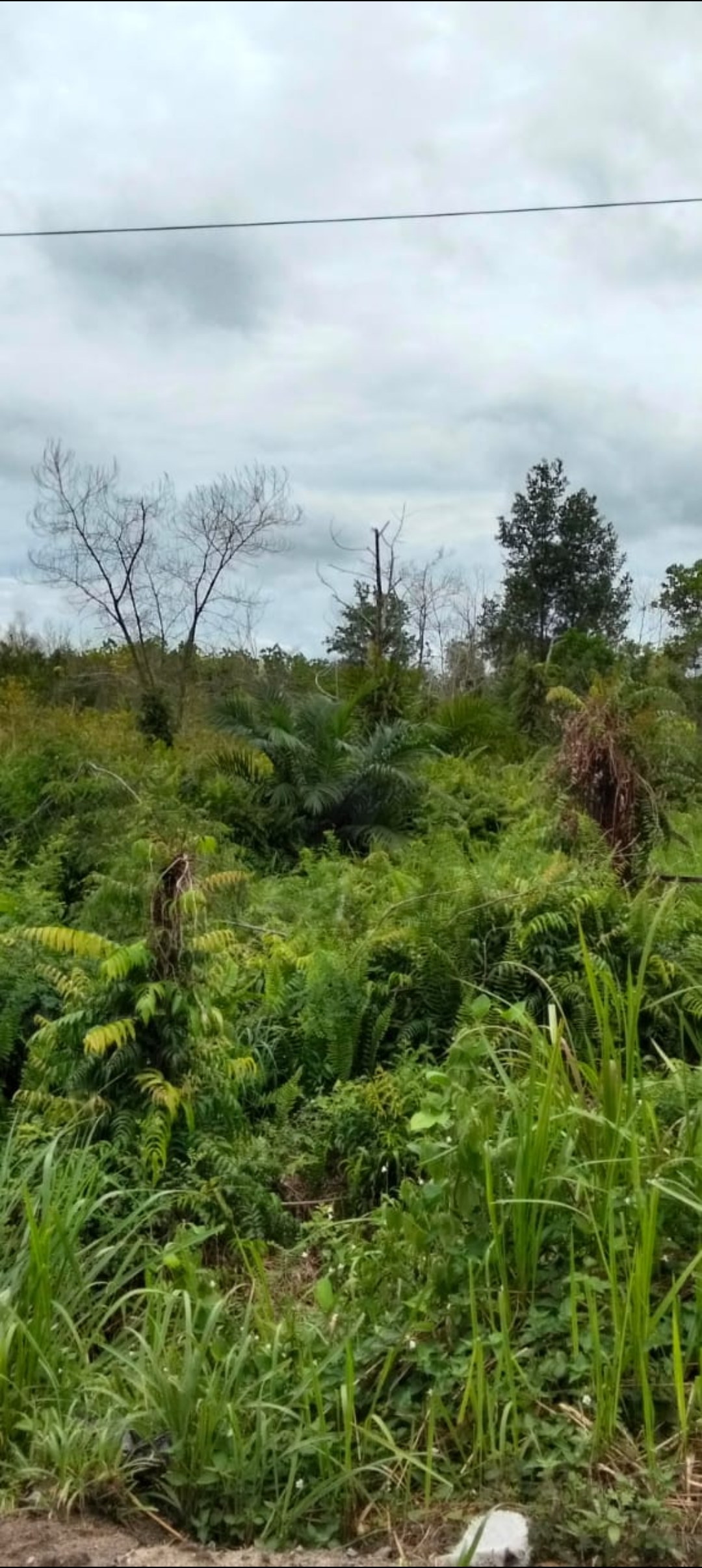 Dijual Tanah Komersial Palangkaraya - Dealkan