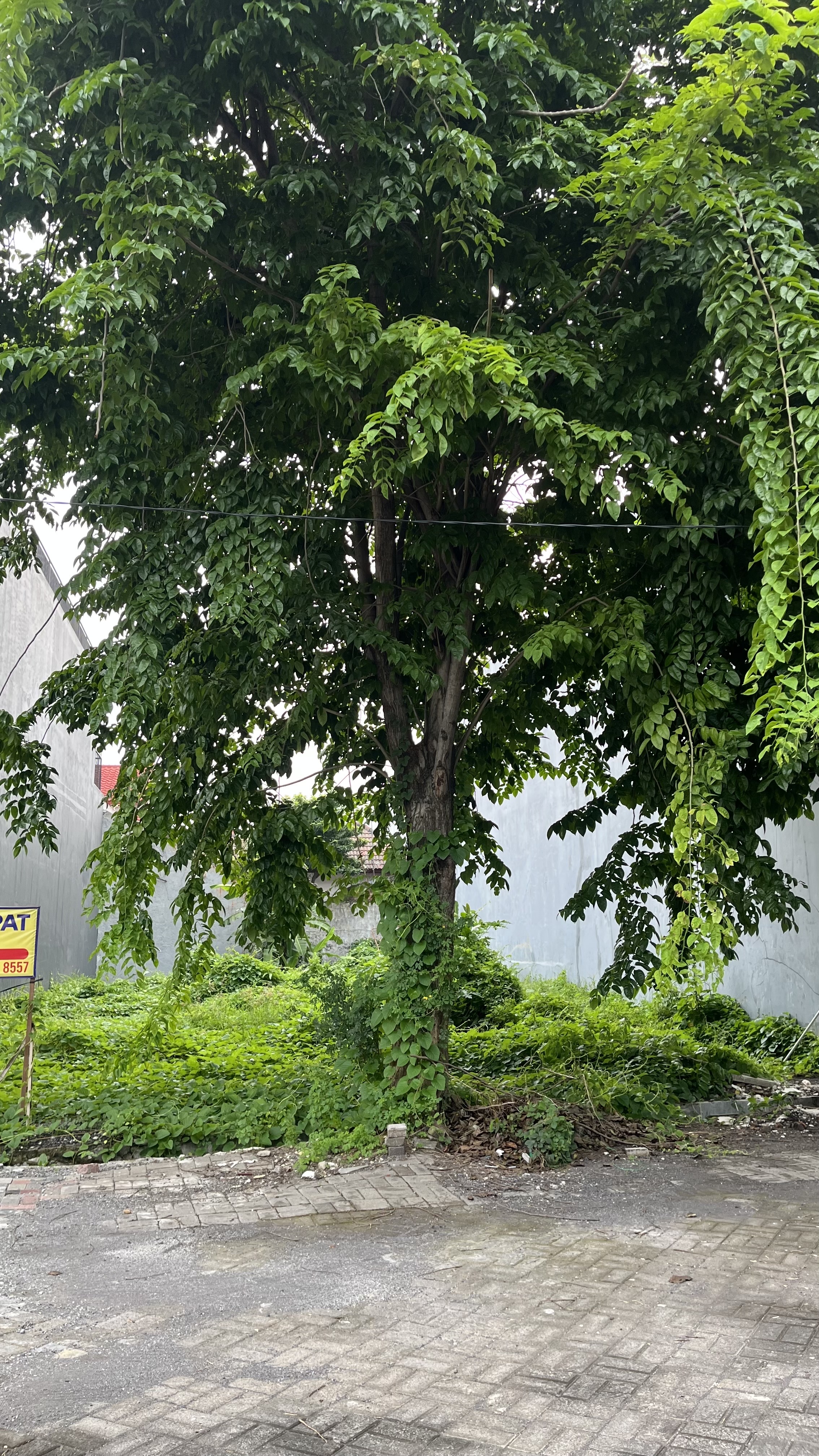 dijual tanah kavling gayungsari - Dealkan